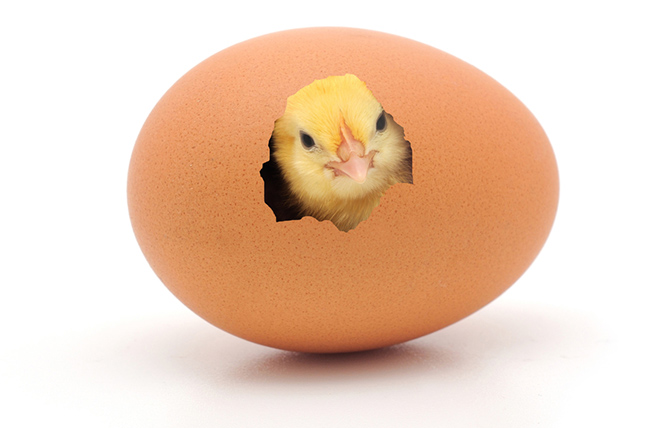 Chicken Or The Egg
